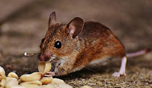 24 Hour & Emergency Exterminators in Coulee, ND